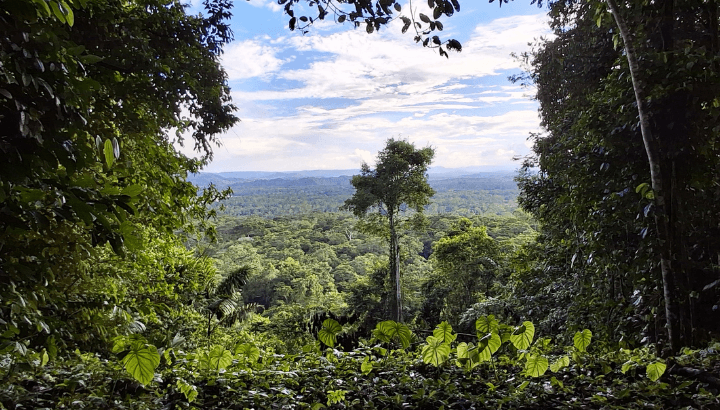 Arutam Zéro Déforestation